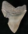 Serrated Megalodon Tooth - Beautiful Enamel #16227-1